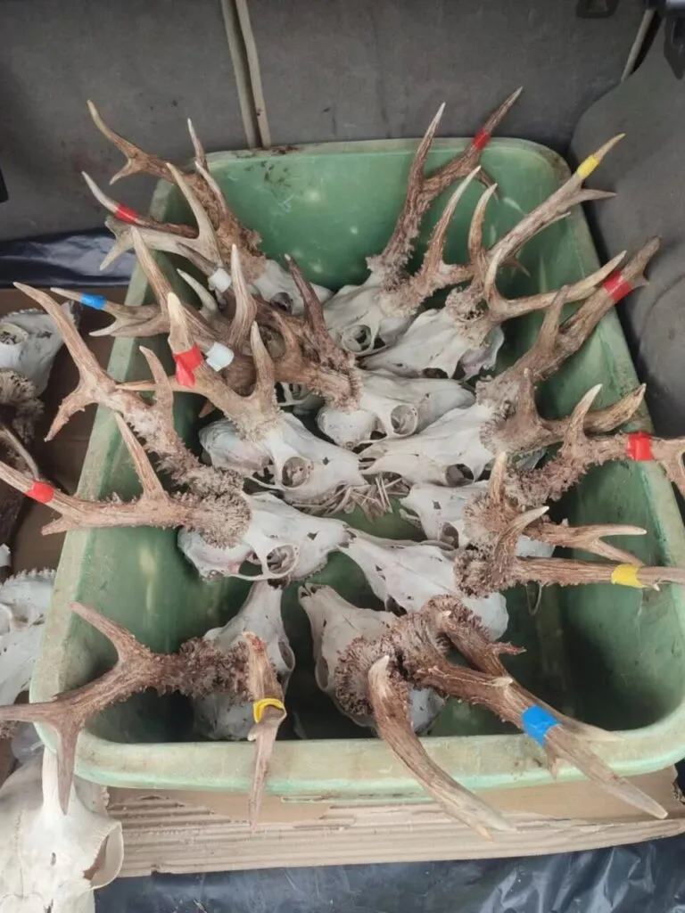 Cráneos de corzo y cabra montesa en un maletero