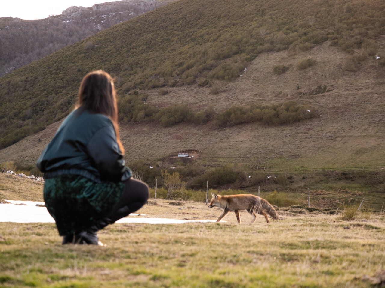 Una persona observa a un zorro en la montaña Palentina