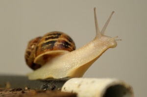 Caracol en un entorno natural mostrando su concha y cuerpo