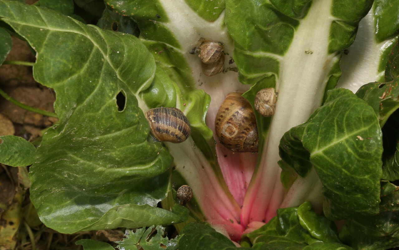 Caracoles sobre hojas verdes en un entorno agrícola
