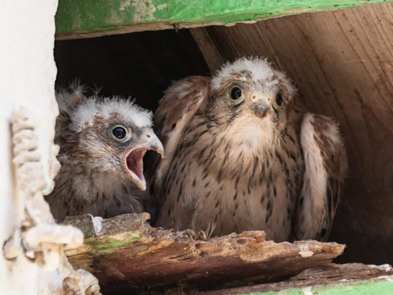 Pichones de cernícalo primilla en su nido en Frechilla