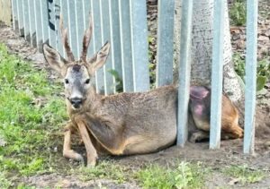 Corzo atrapado en el vallado del parque Isla Dos Aguas en Palencia.