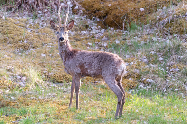 Corzo macho en un paisaje natural con vegetación verde