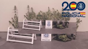 Intervención policial con plantas de marihuana en Palencia