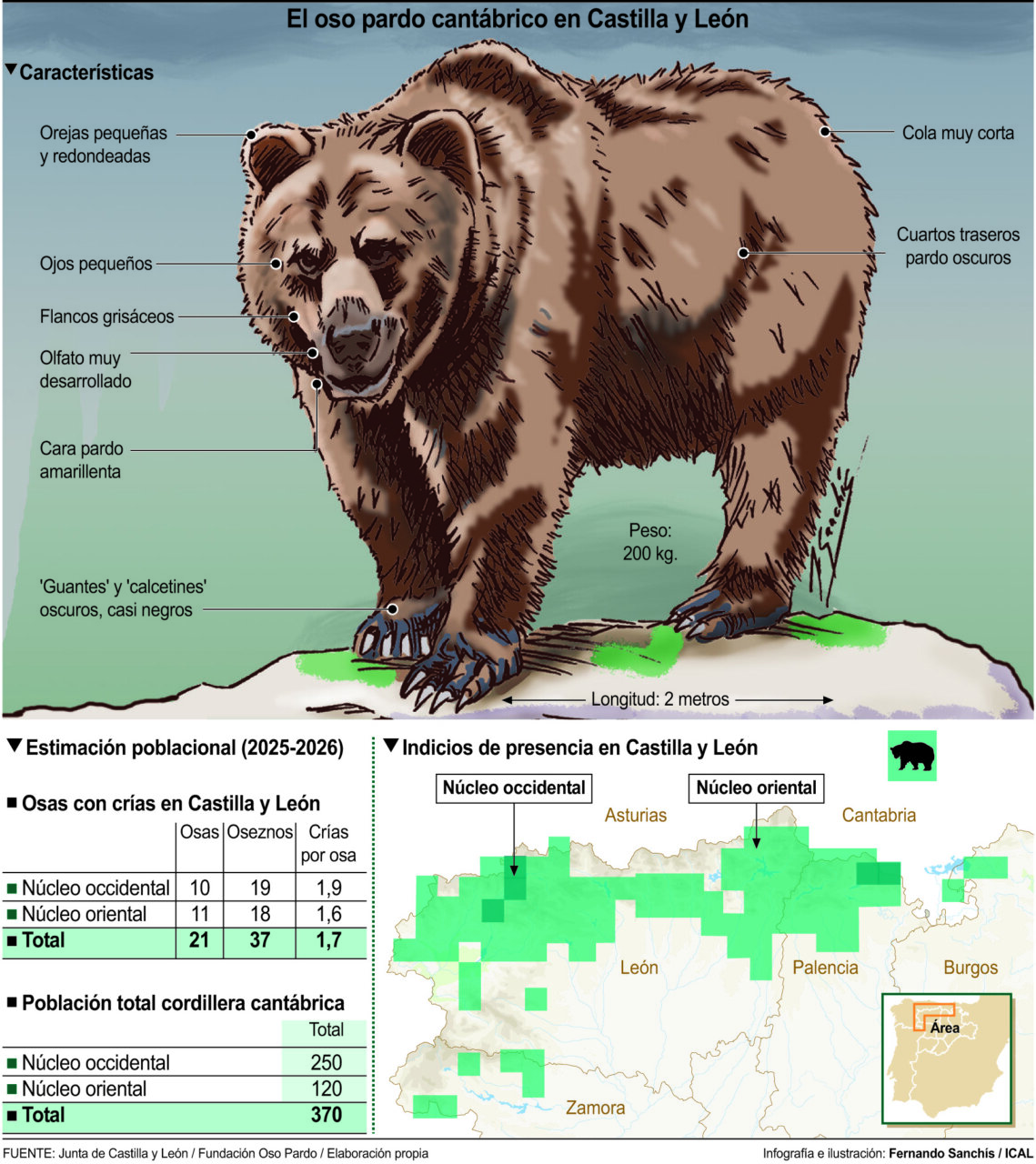 Ilustración del oso pardo cantábrico con características y distribución en Castilla y León