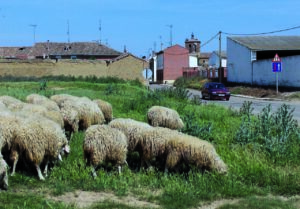 Ovejas pastando en un campo en Revenga de Campos