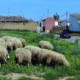 Ovejas pastando en un campo en Revenga de Campos