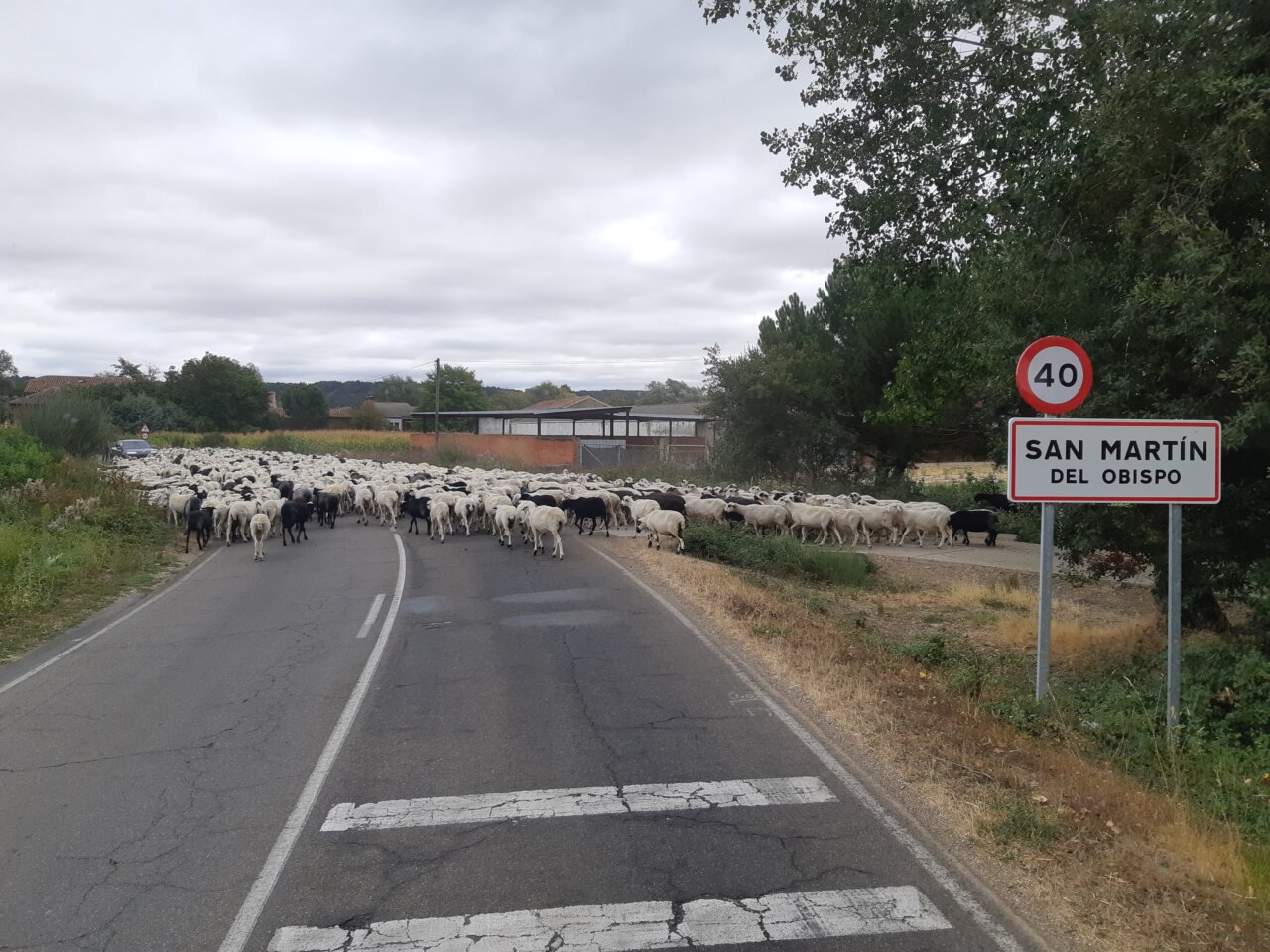Rebaño de ovejas cruzando la carretera en San Martín del Obispo