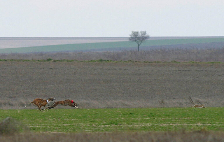 Galgos corriendo tras una liebre mecánica en un torneo provincial