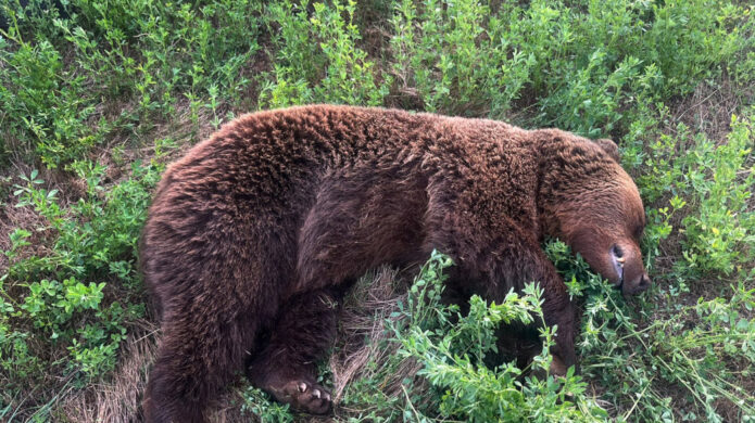 Oso pardo muerto en la carretera rodeado de hierba