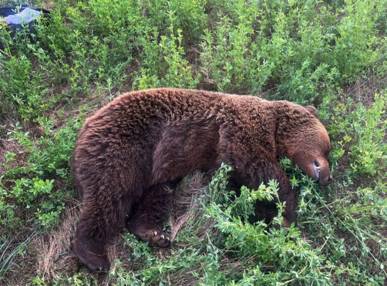 Oso pardo muerto en la carretera rodeado de hierba