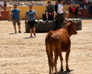 Participantes en la III Capea en Torquemada con un toro