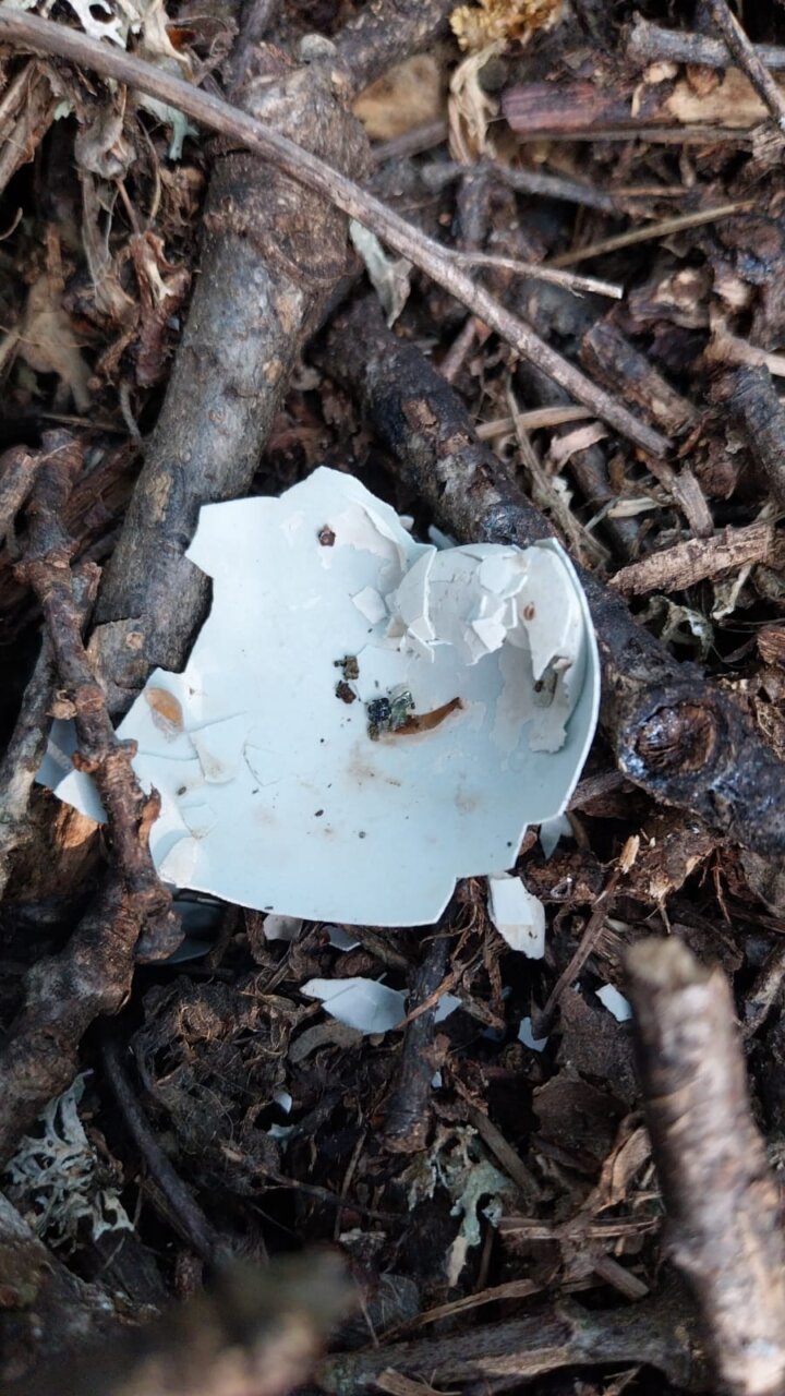 Restos de un nido de milano real en el suelo tras la tala de un árbol.