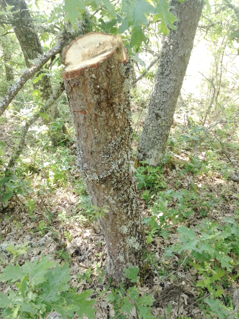 Árbol talado en el bosque donde había un nido de milano real