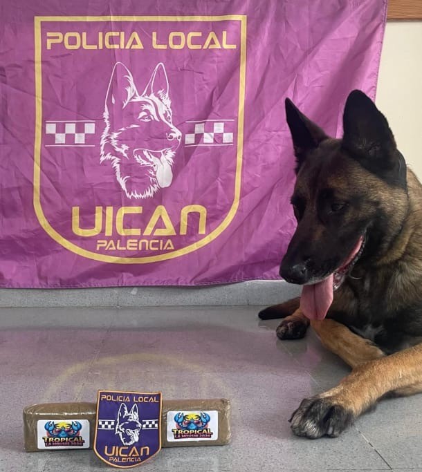 Perro policía junto a hachís y bandera de la Policía Local de Palencia