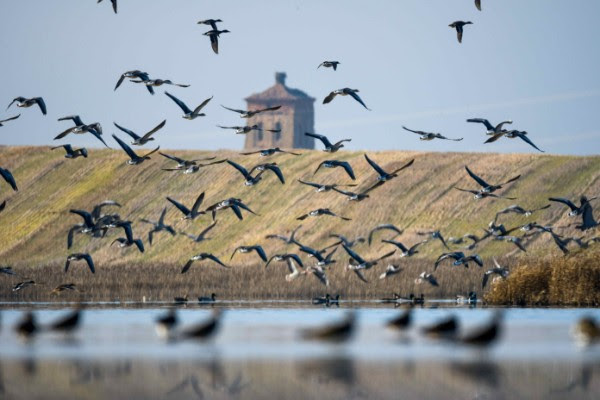 Aves volando sobre la Laguna de Boada en un día claro