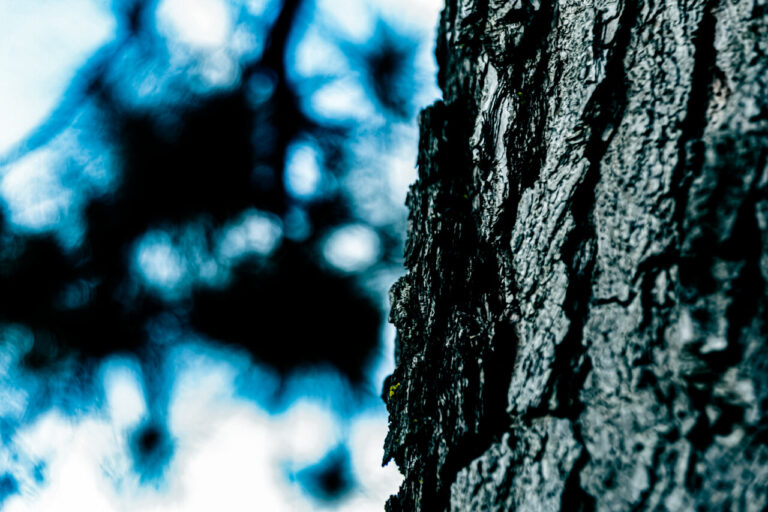 Textura de la corteza de un árbol en Palencia