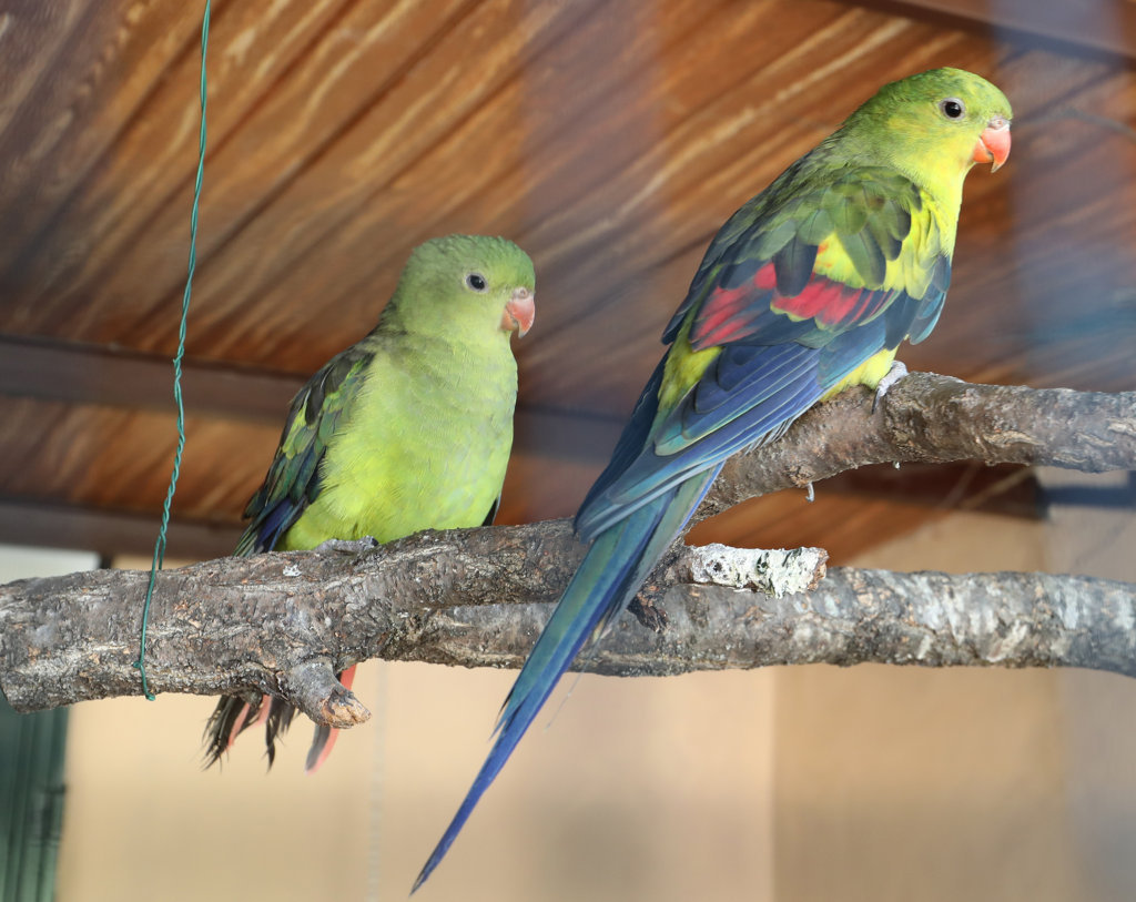 Dos aves coloridas posadas en una rama en el zoo de aves