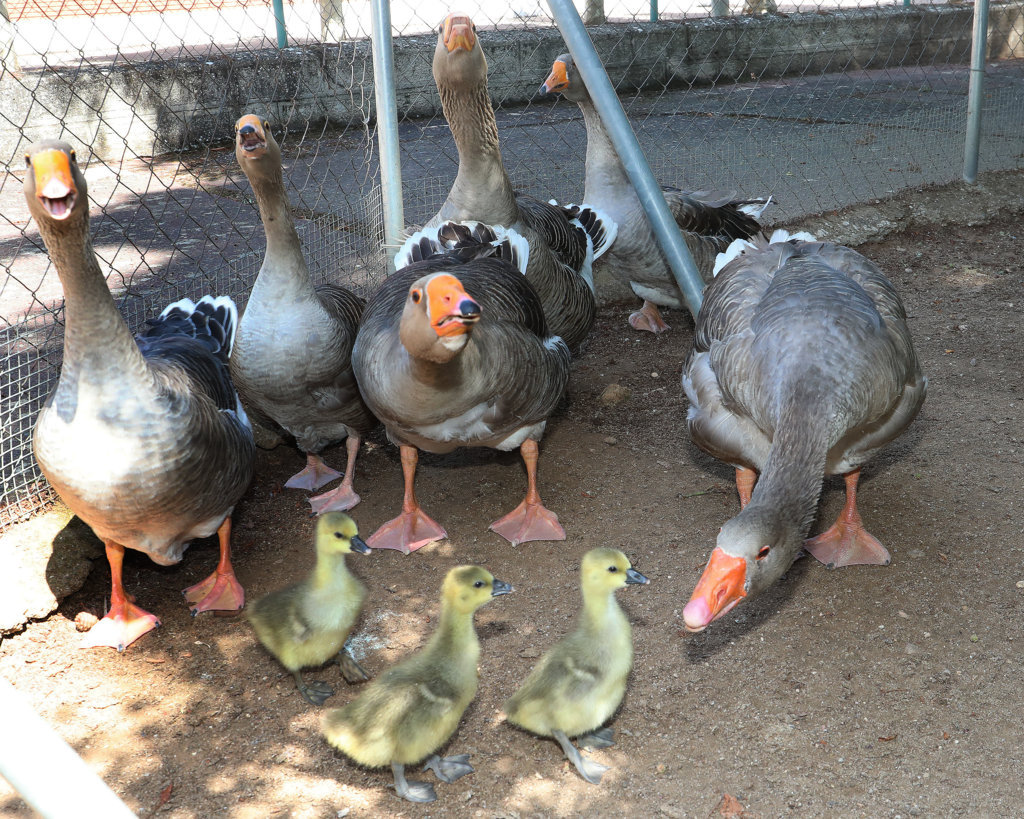 Grupo de gansos y patitos en el zoo de aves de Herrera de Pisuerga