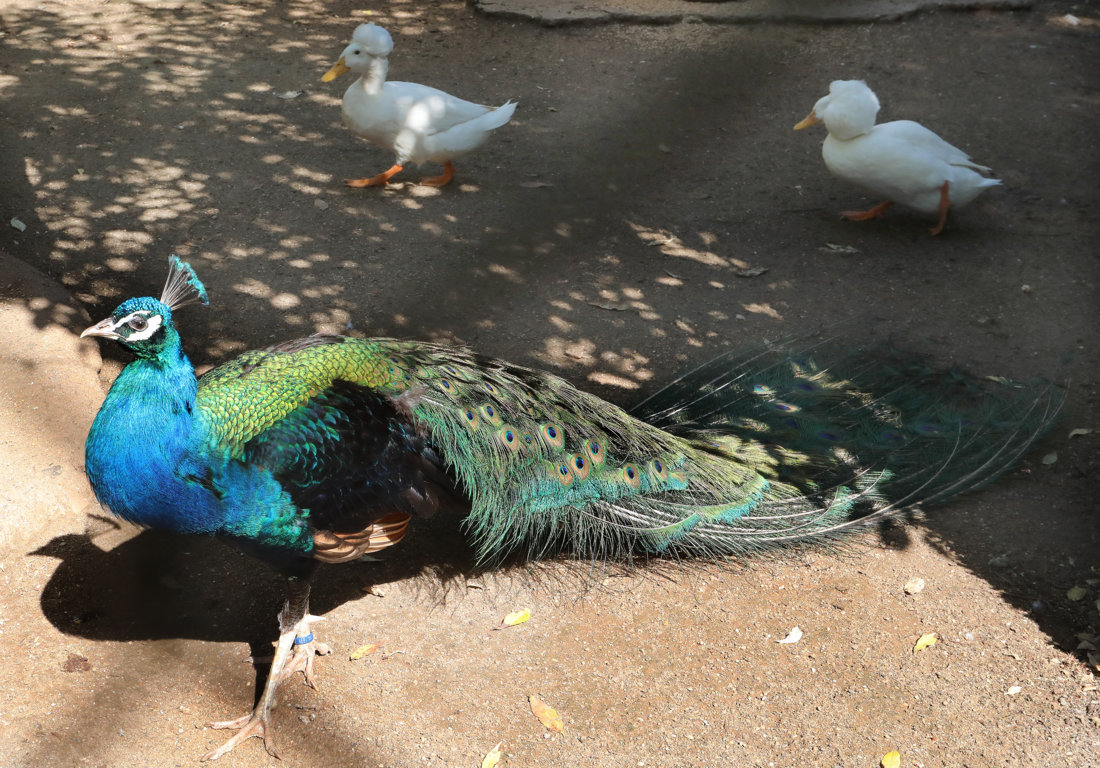 Pavo real exhibiendo su plumaje en el zoo de aves de Herrera de Pisuerga