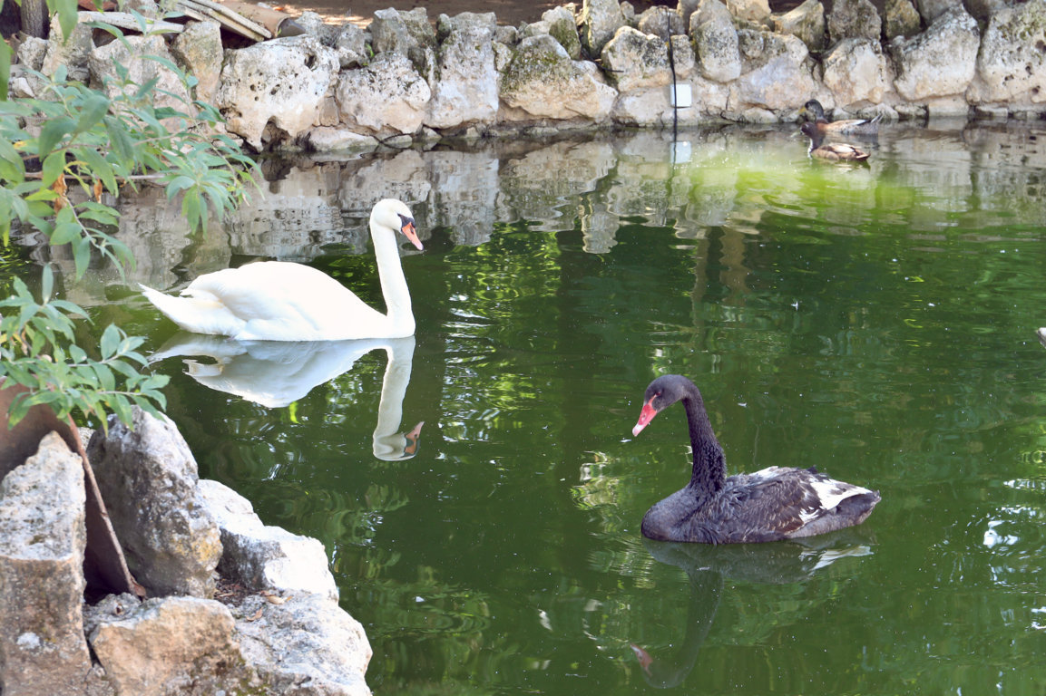 Cisnes nadando en el zoo de aves de Herrera de Pisuerga