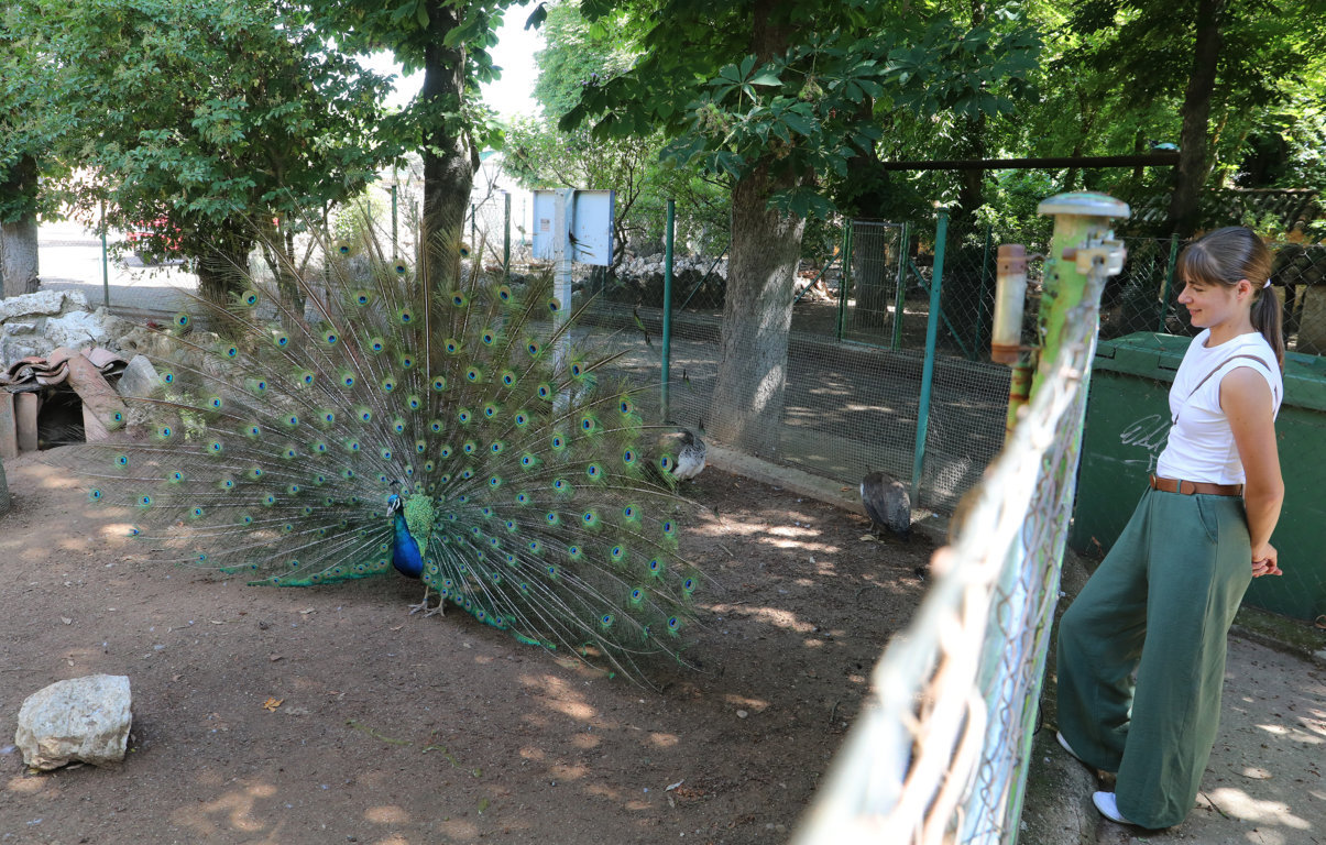 Pavo real mostrando su plumaje en el zoo de aves de Herrera de Pisuerga