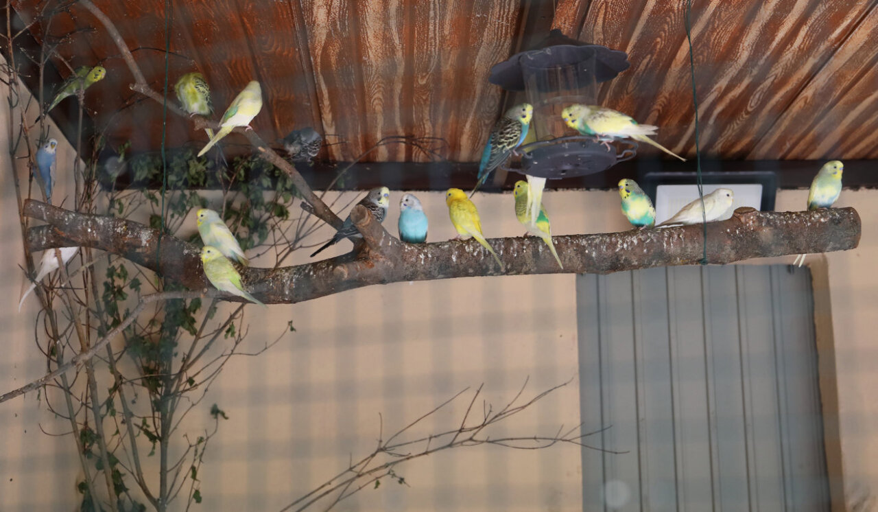 Varias aves de colores en una rama en el zoo de aves de Herrera de Pisuerga
