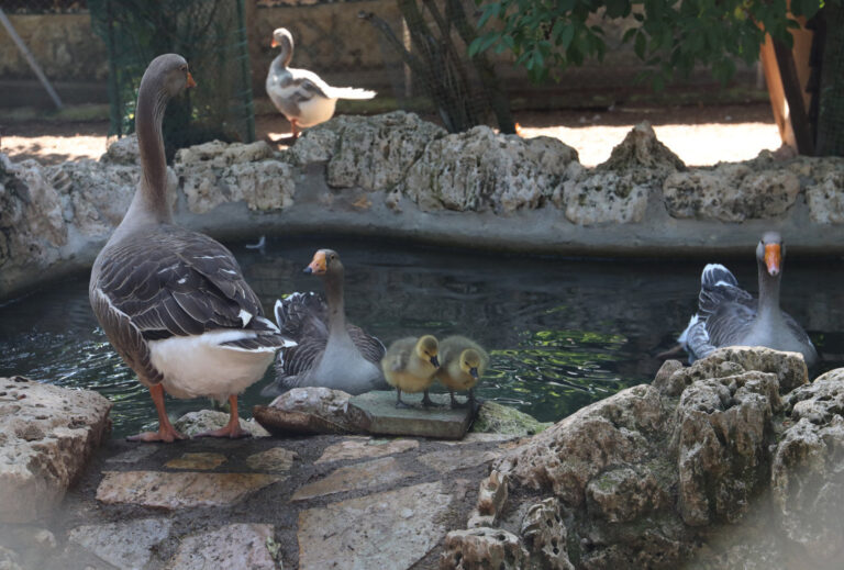 Patos y gansos en el zoo de aves de Herrera de Pisuerga