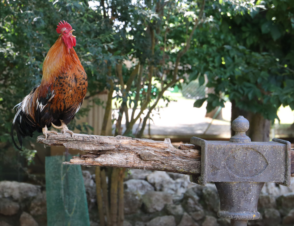 Gallo de colores vibrantes en el zoo de aves de Herrera de Pisuerga
