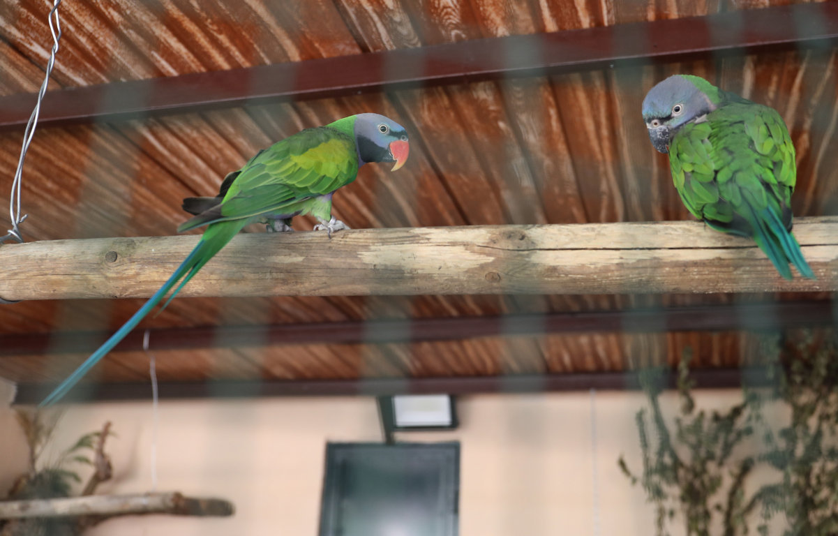 Dos loros verdes en el zoo de aves de Herrera de Pisuerga