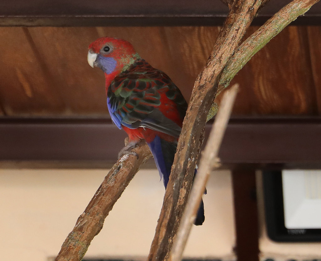 Ave colorida en el zoo de aves de Herrera de Pisuerga