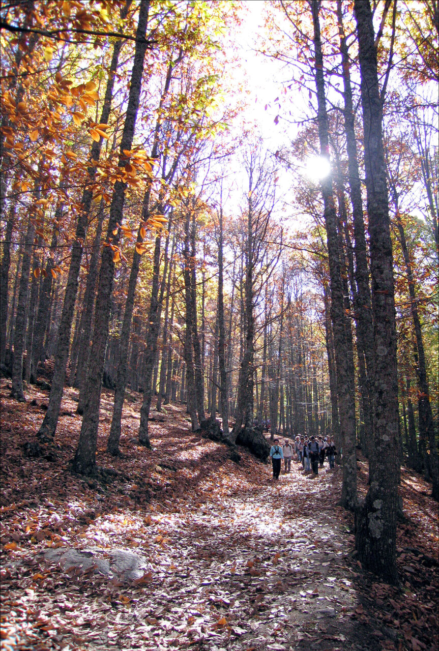 Sendero en el Castañar de El Tiemblo con árboles y hojas caídas