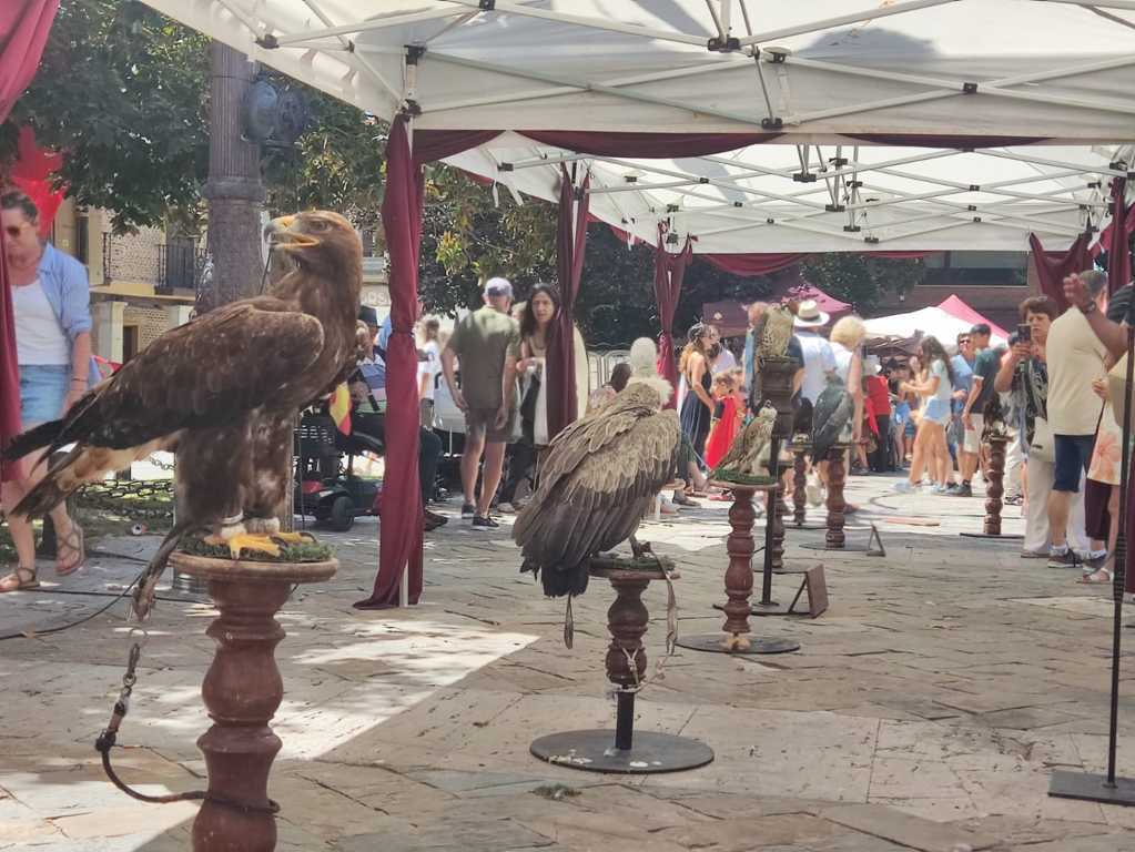 Exhibición de cetrería en el Mercado Romano de Saldaña con aves rapaces.