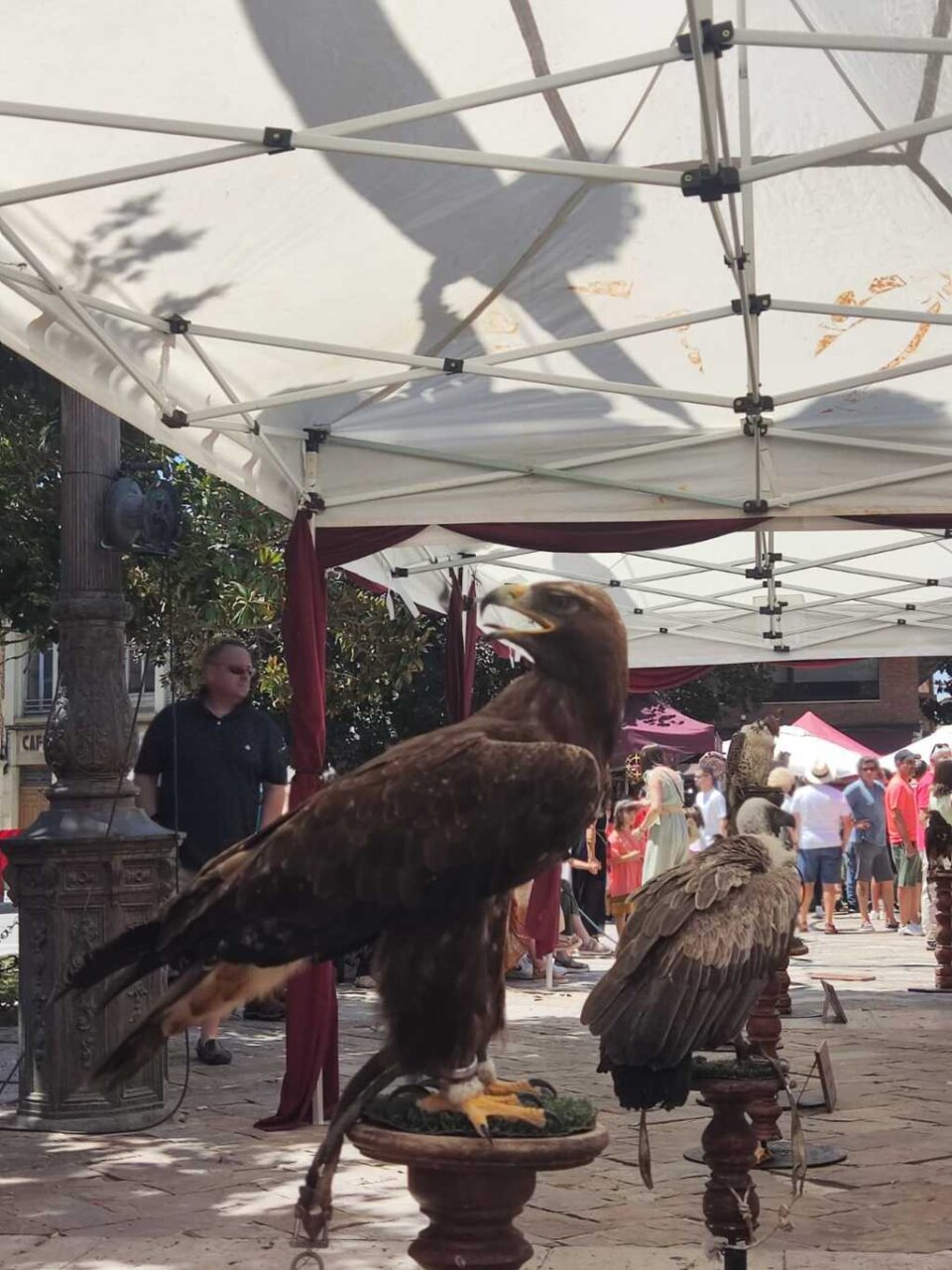 Exhibición de cetrería en el Mercado Romano de Saldaña