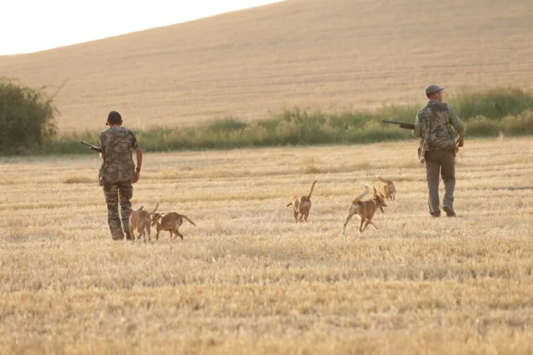 Dos cazadores caminando por un campo con perros de caza