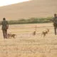 Dos cazadores caminando por un campo con perros de caza