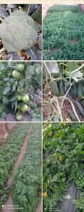Collage de productos frescos de la huerta en Frutería Manolo