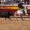 Rejoneador montando un caballo blanco mientras lidia un toro en Palencia