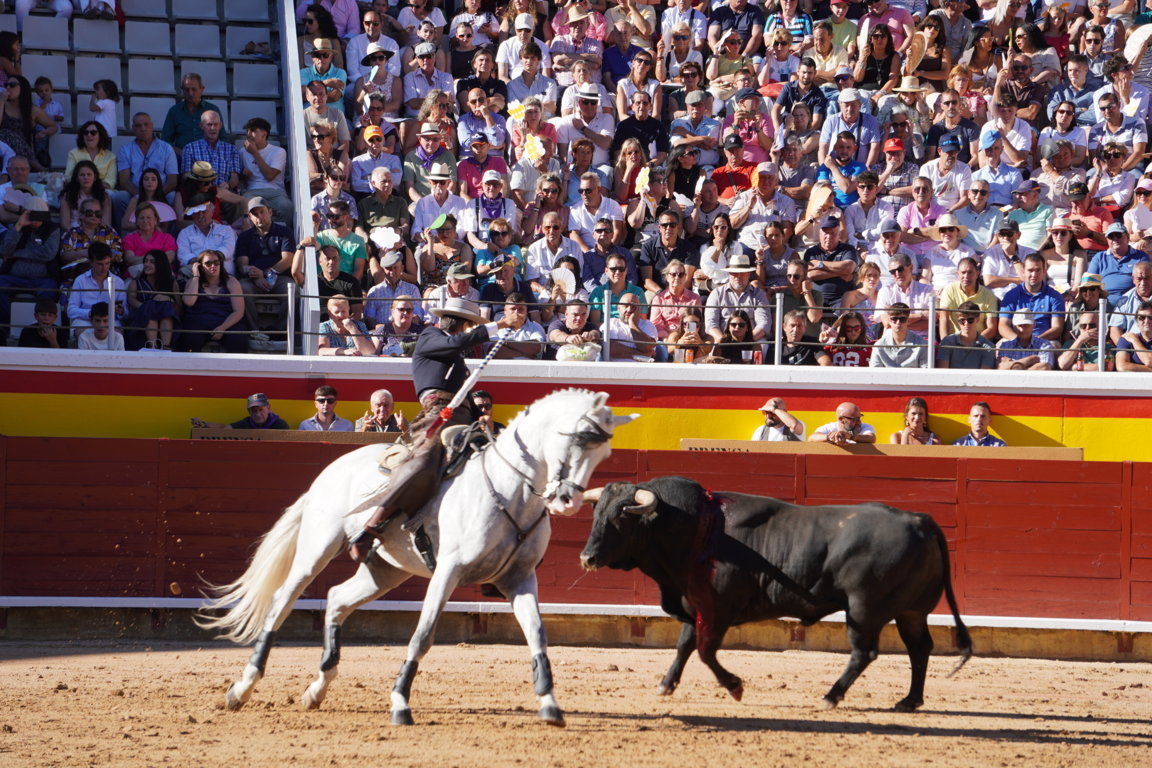 Rejoneador actuando en la plaza de toros de Palencia con un caballo y un toro