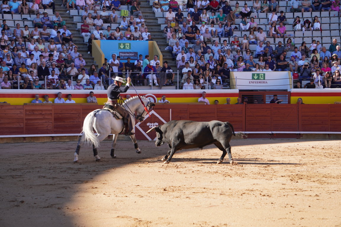 Rejoneador en acción con un toro en la plaza de toros de Palencia