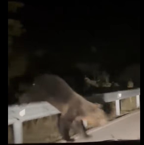 Oso cruzando la carretera en Otero de Guardo durante la noche
