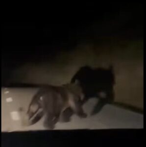 Un oso cruzando la carretera en Otero de Guardo durante la noche