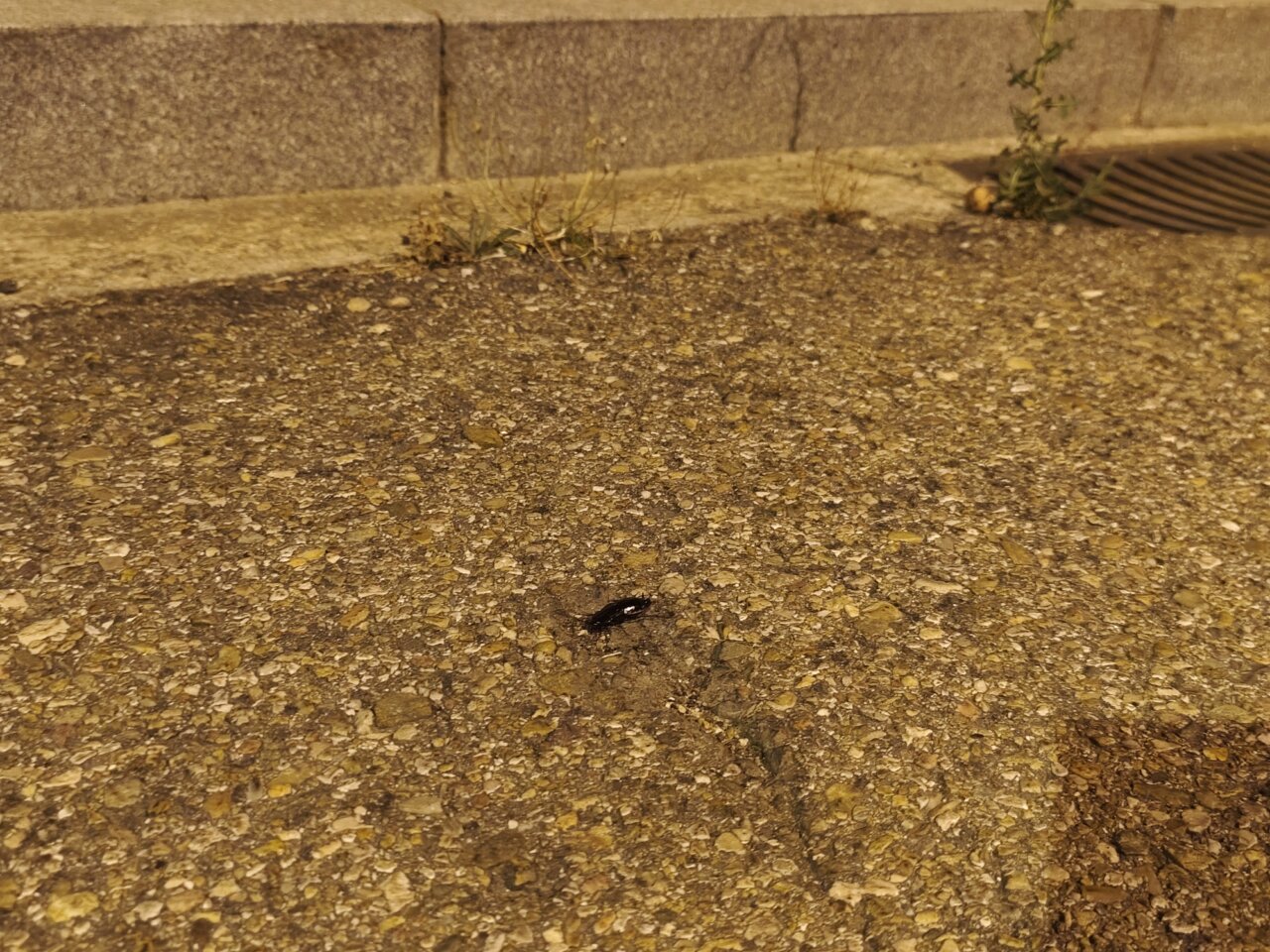 Insecto en la calle, imagen relacionada con control de plagas