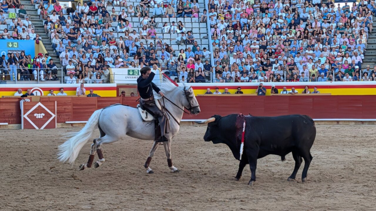 Rejoneador en acción con caballo y toro en la plaza de toros de Palencia