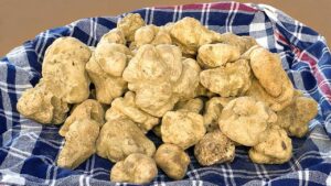 Montón de trufas blancas sobre un paño de cuadros azules
