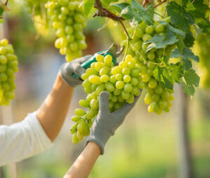 Persona recolectando uvas en un viñedo con guantes