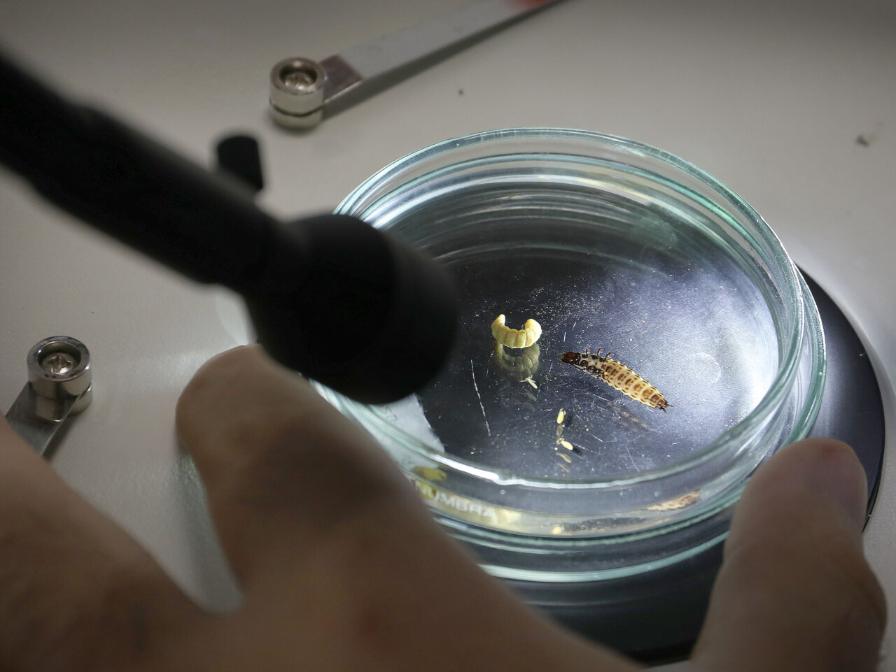 Investigador observando organismos microscópicos en un frasco