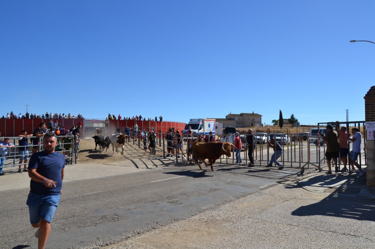 Encierros urbanos durante las fiestas de la Cruz en Astudillo