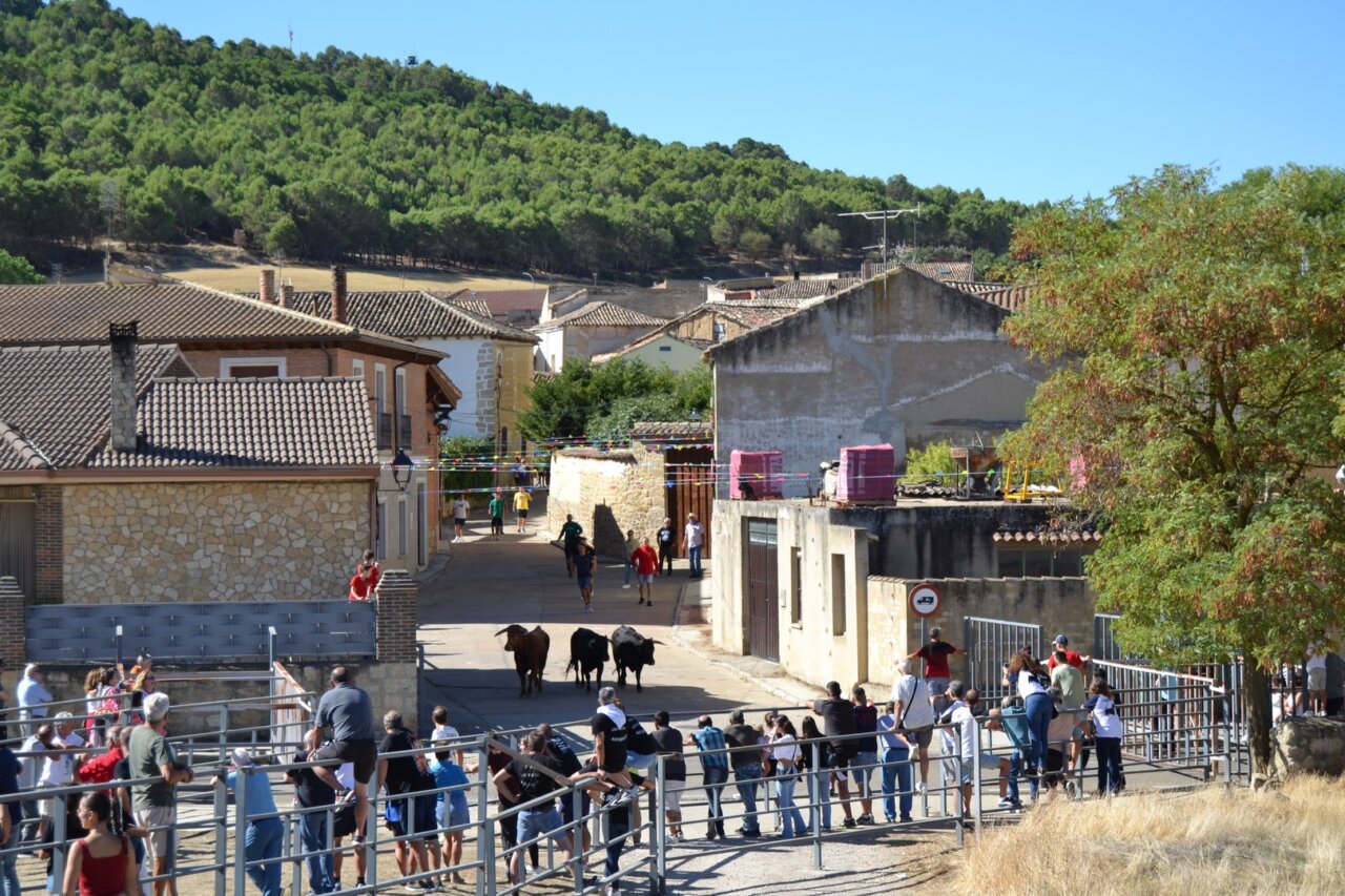 Celebración de las fiestas de la Cruz en Astudillo con encierros urbanos.
