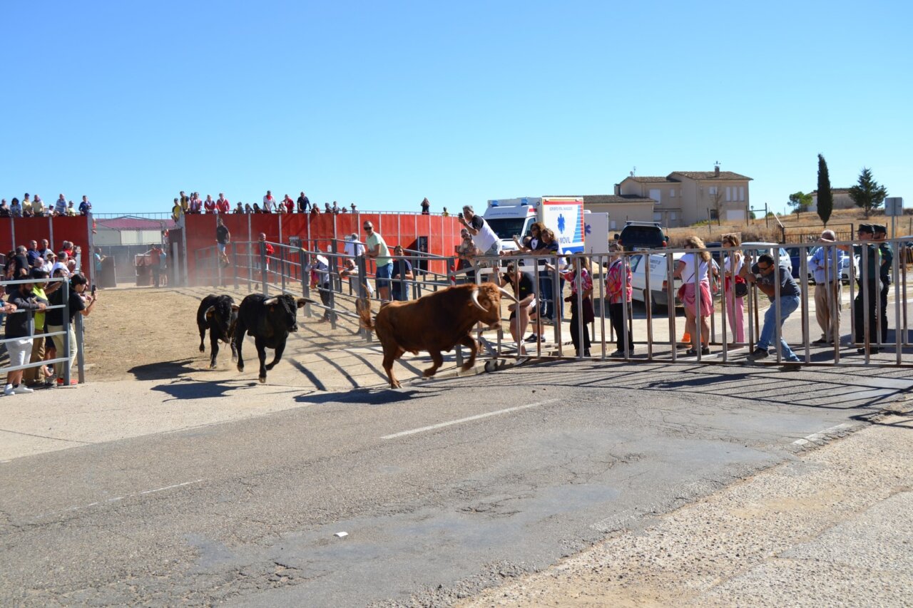 Encierros urbanos durante las fiestas de la Cruz en Astudillo con público animado